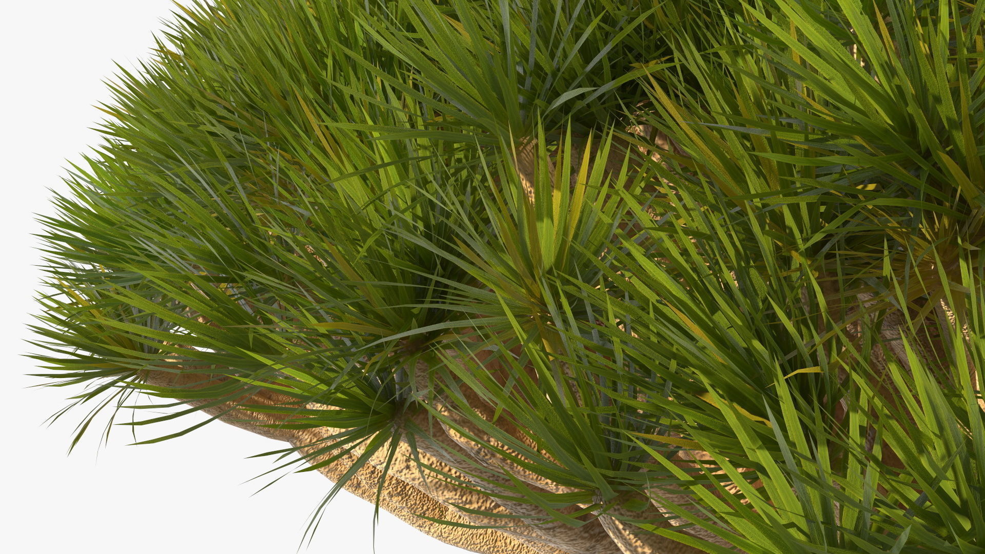 Dragon Blood Big Tree 3D model_13