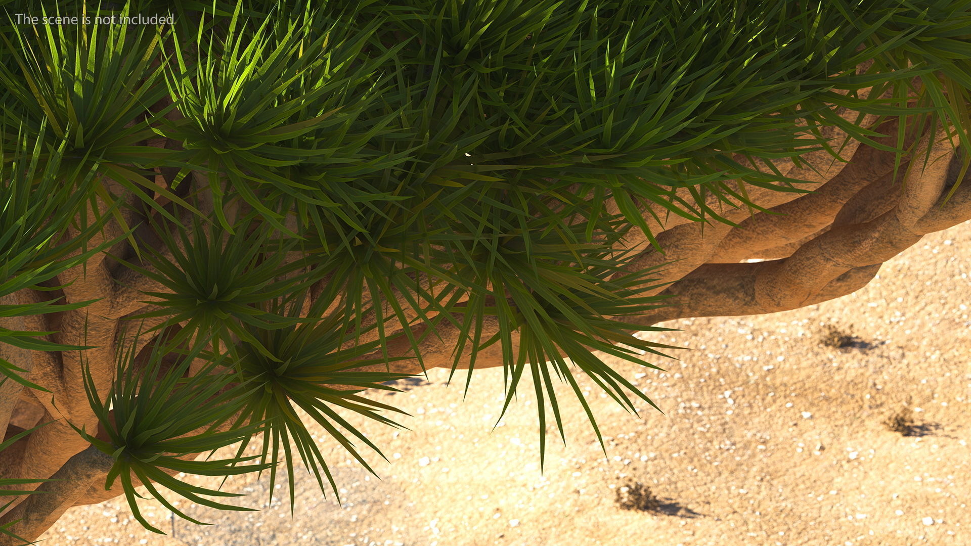 Dragon Blood Big Tree 3D model_5