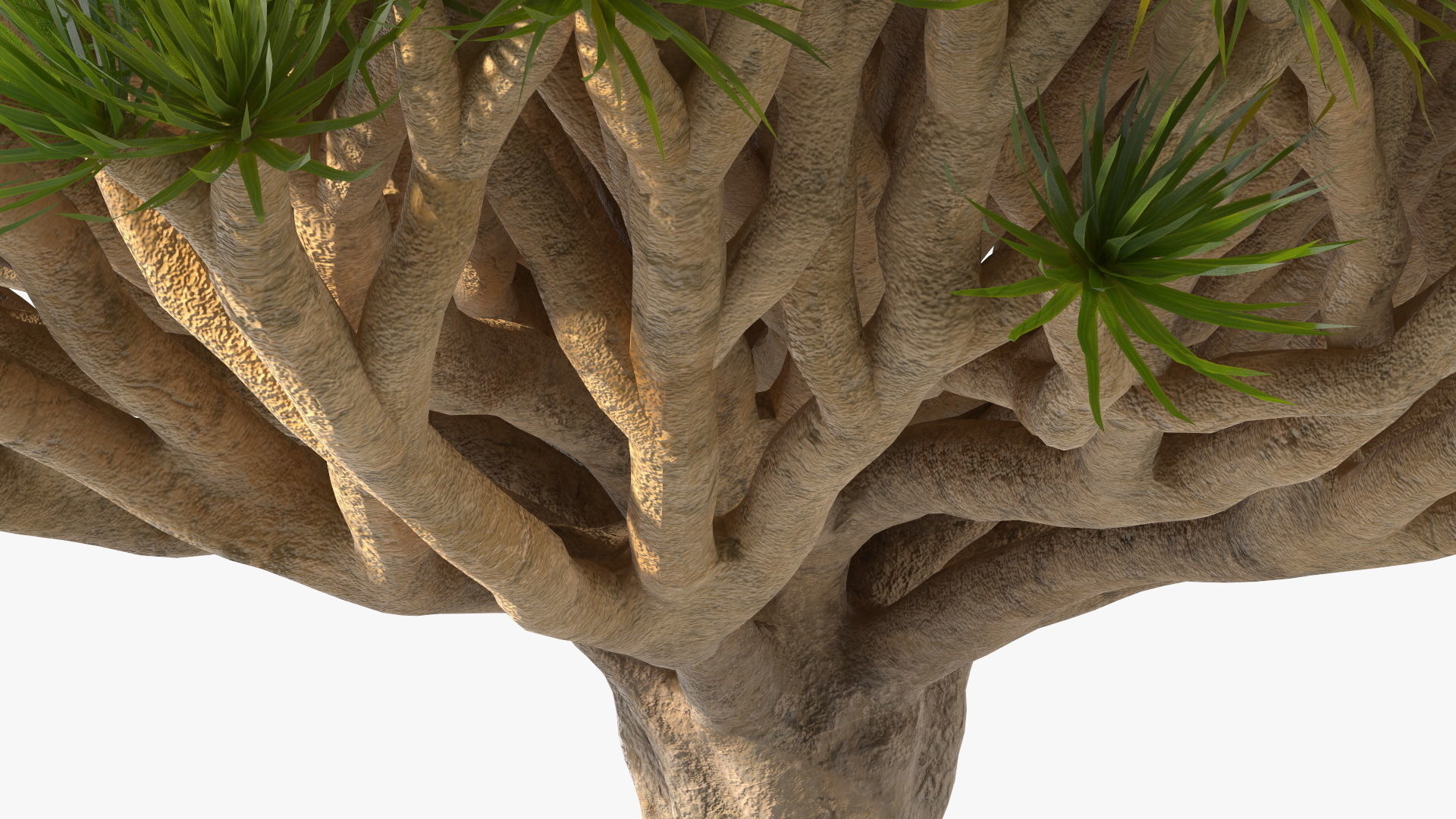Dragon Blood Big Tree 3D model_11