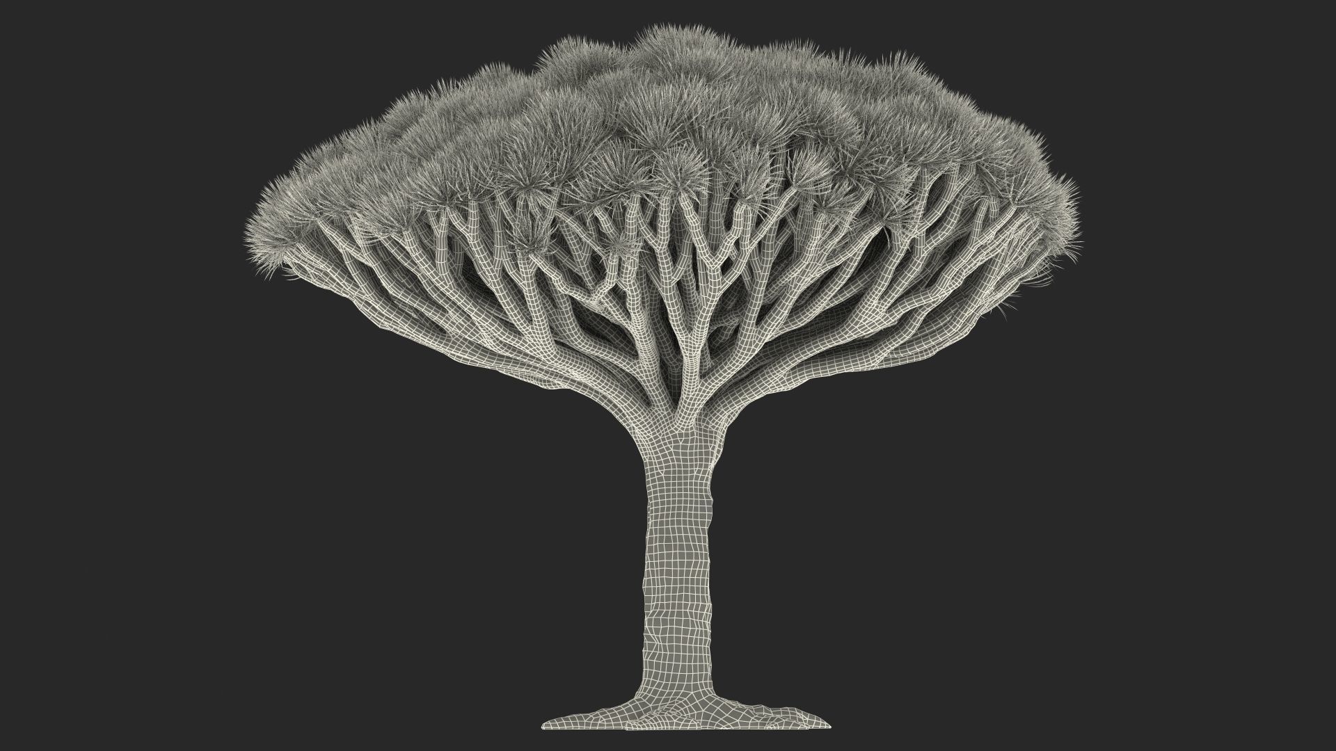 Dragon Blood Big Tree 3D model_20