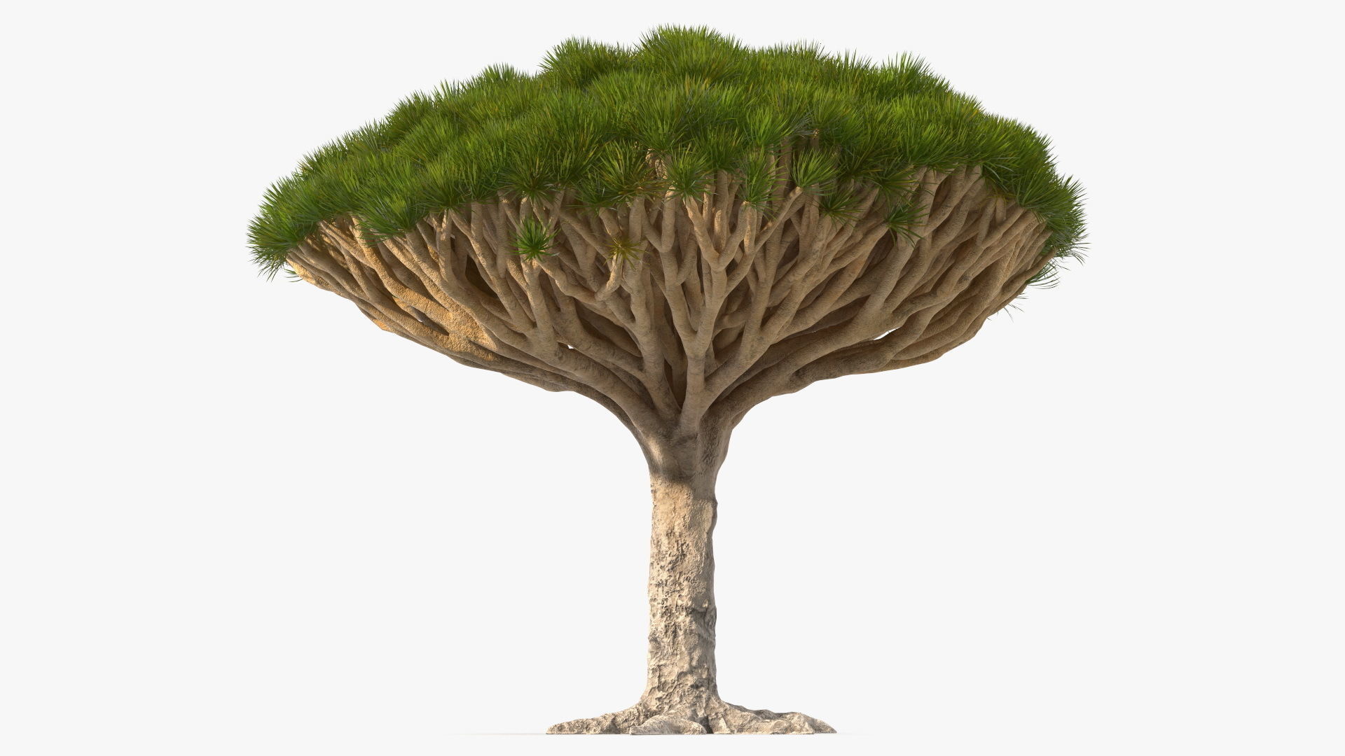 Dragon Blood Big Tree 3D model_1