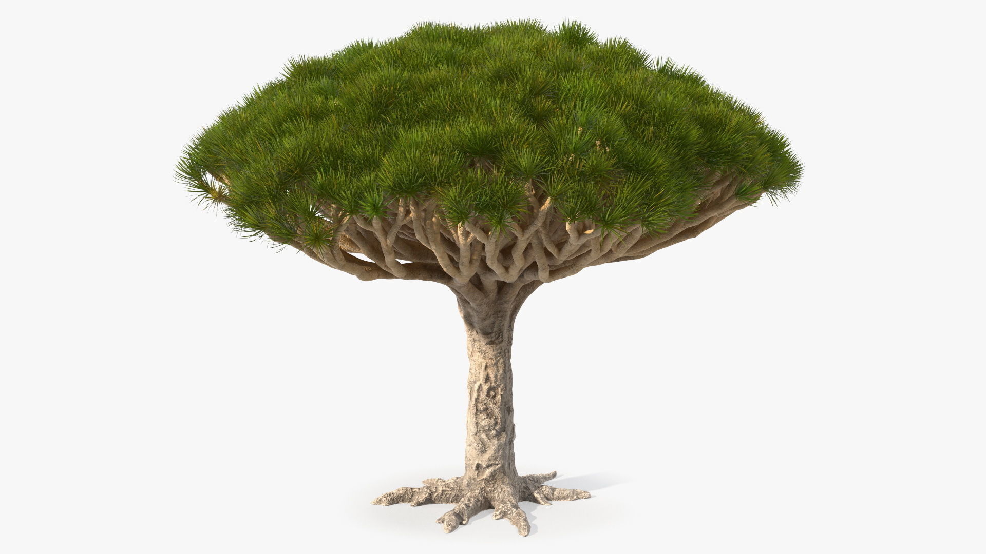 Dragon Blood Big Tree 3D model_7