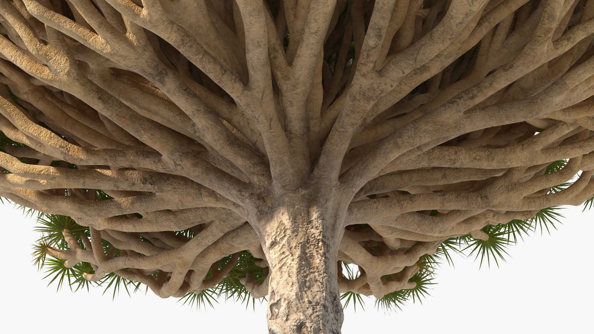 Dragon Blood Big Tree 3D model_10