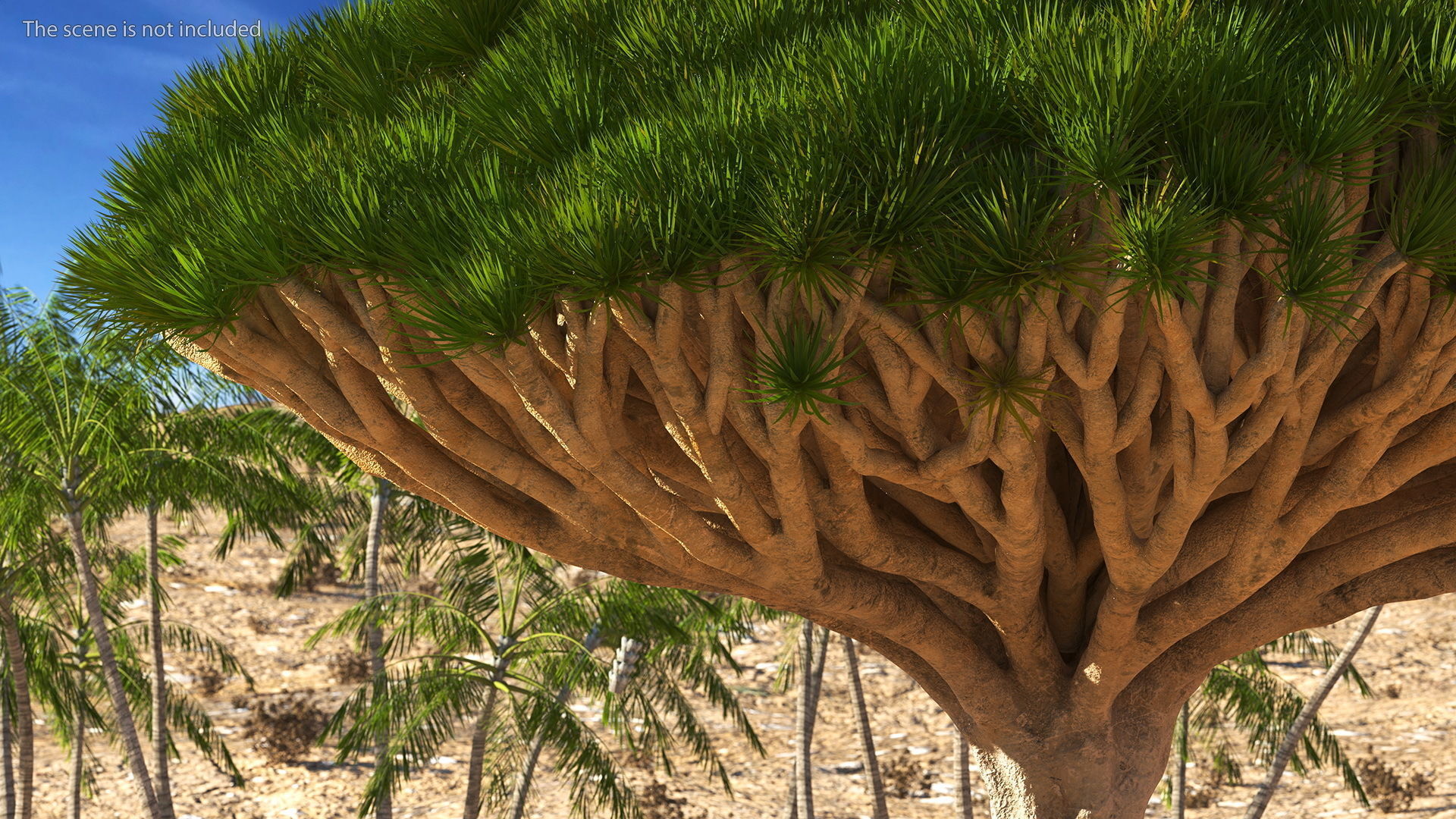 Dragon Blood Big Tree 3D model_4