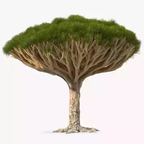 Dragon Blood Big Tree