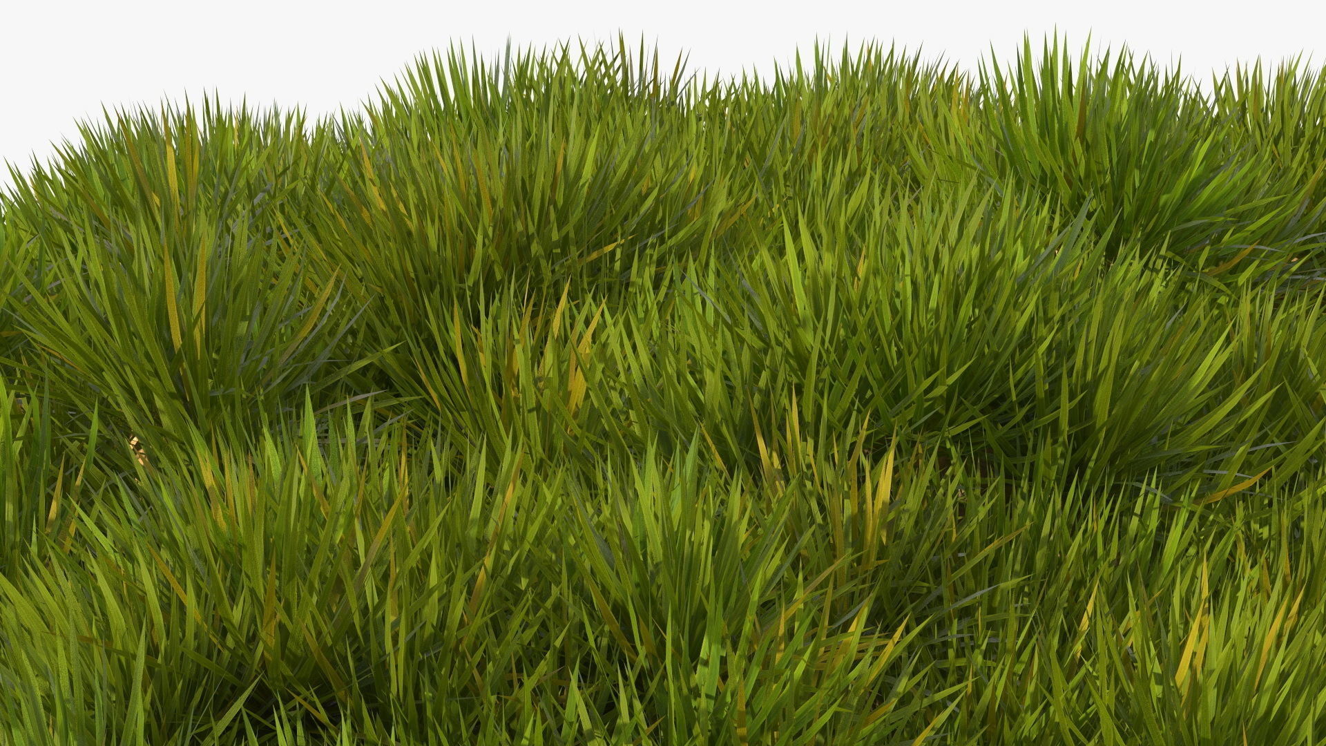 Dragon Blood Big Tree 3D model_14