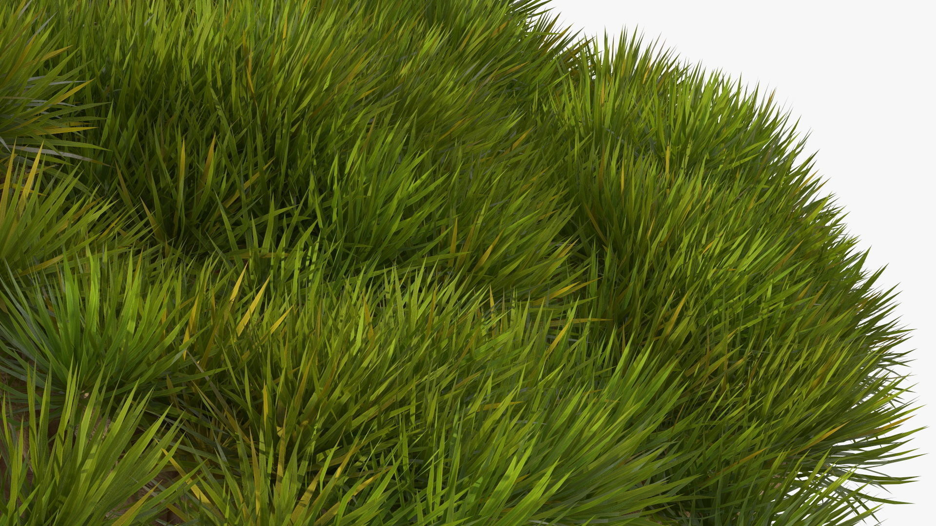 Dragon Blood Big Tree 3D model_15