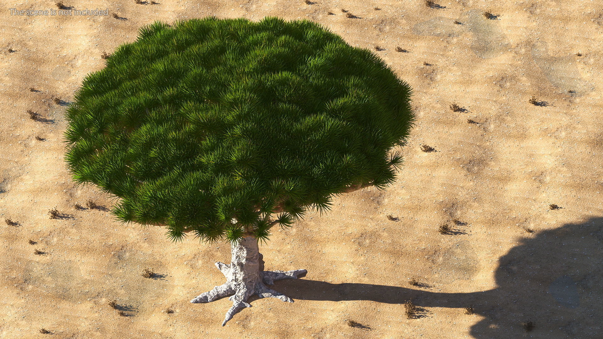 Dragon Blood Big Tree 3D model_3