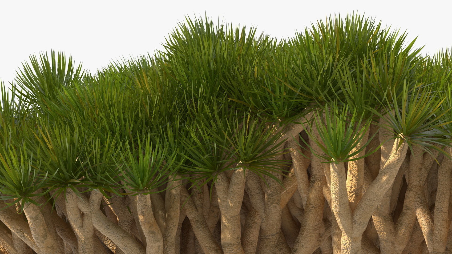 Dragon Blood Big Tree 3D model_12