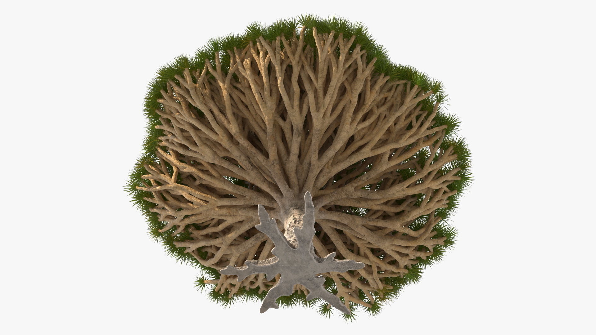 Dragon Blood Big Tree 3D model_9