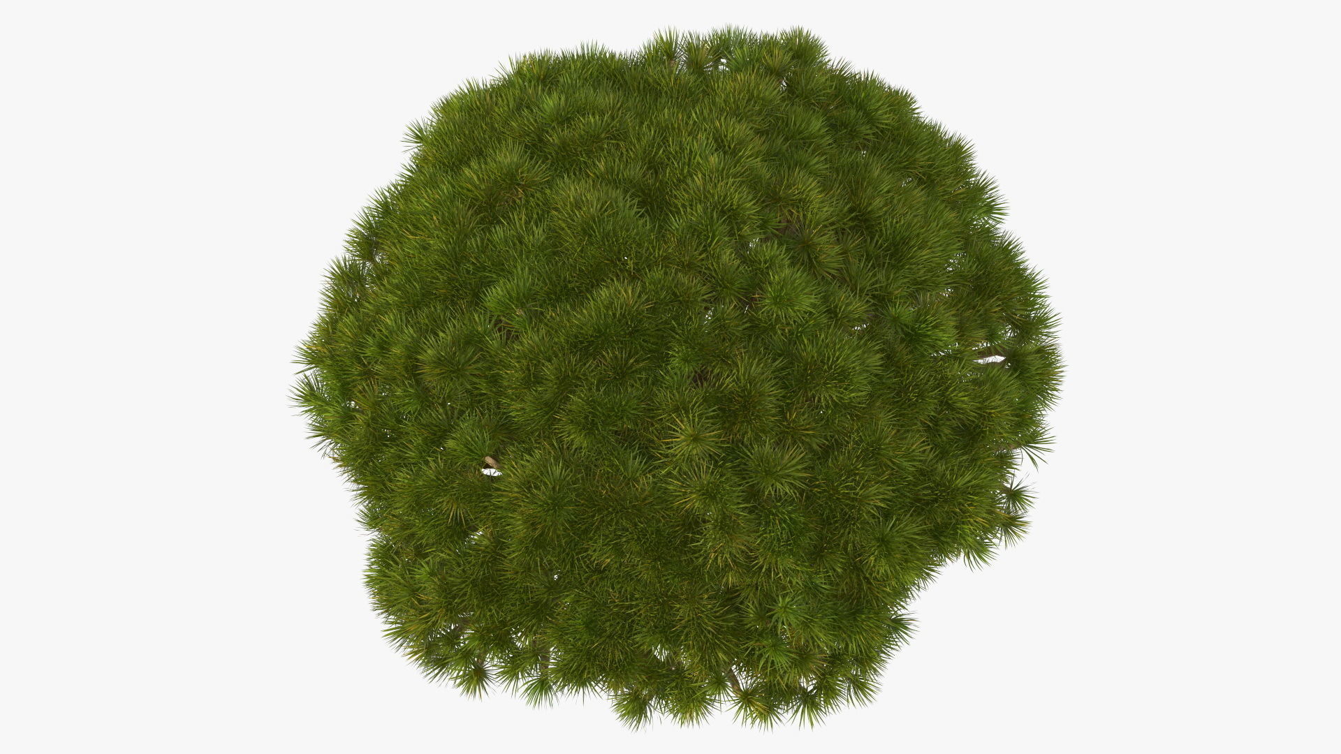 Dragon Blood Big Tree 3D model_8