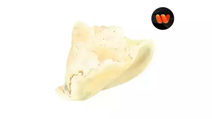 White Seashell Raw Scanned