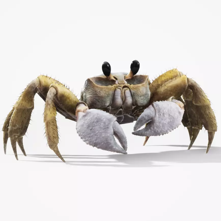 Ghost Crab Low-poly 3D model_0