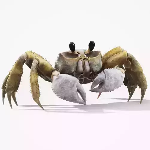 Ghost Crab Low-poly 3D model