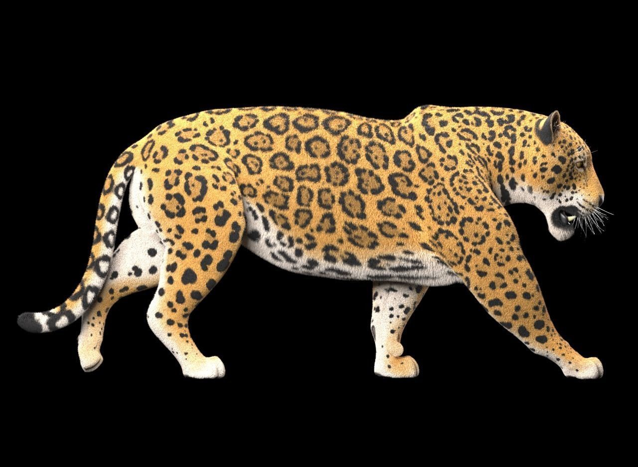 Jaguar Low-poly 3D model_12