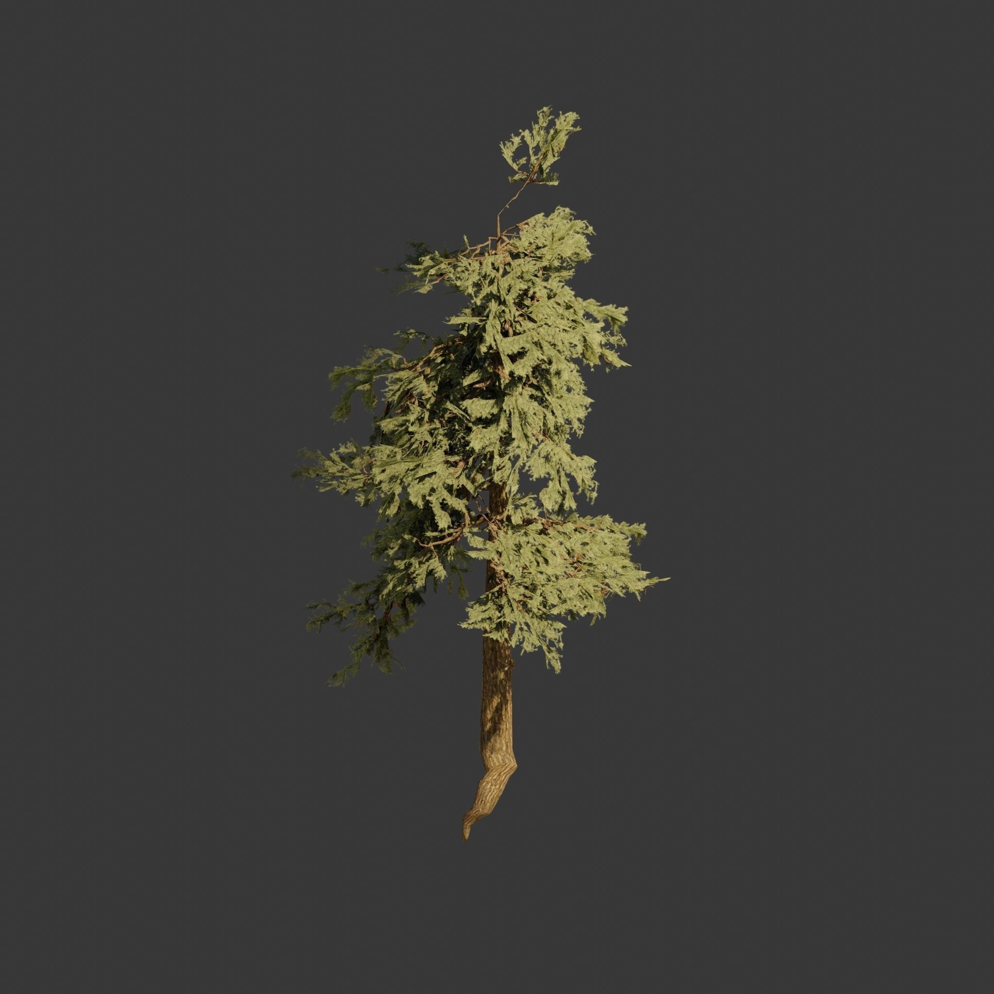 Pinyon Pine 8 Low-poly 3D model_5