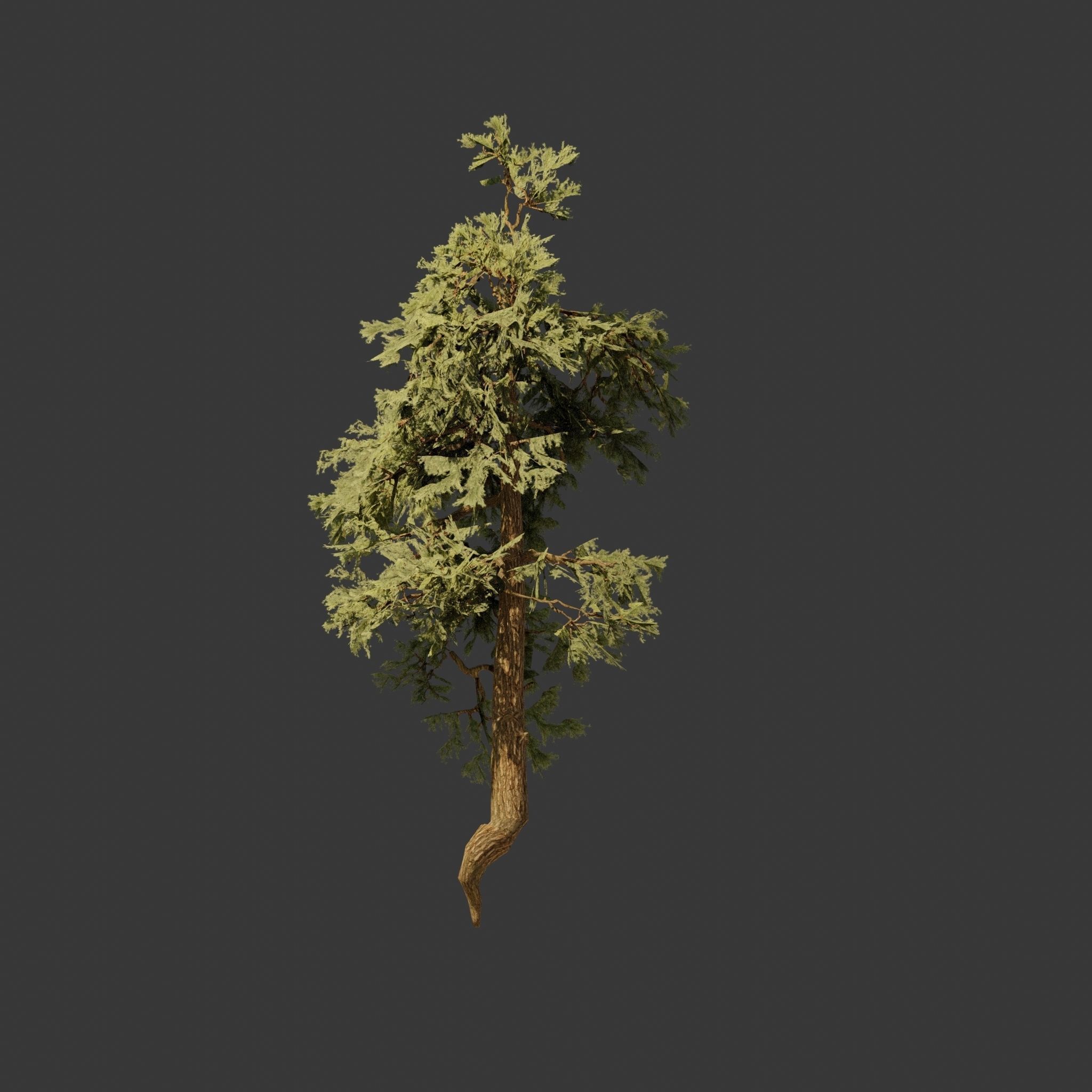Pinyon Pine 8 Low-poly 3D model_6