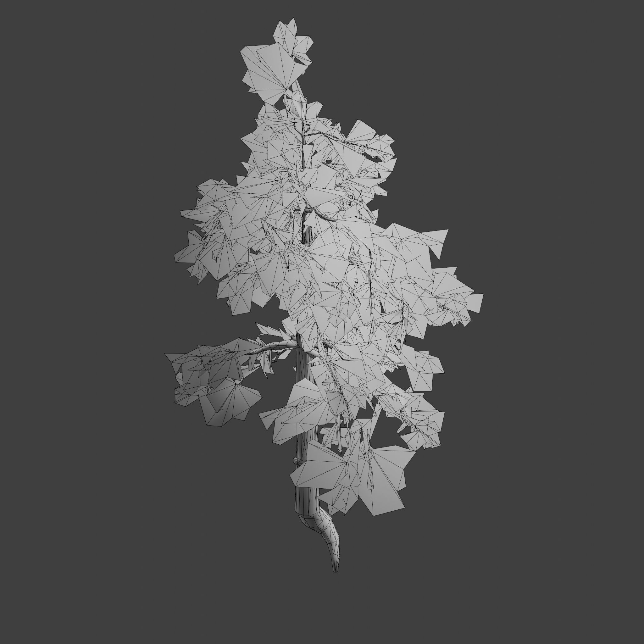Pinyon Pine 8 Low-poly 3D model_11