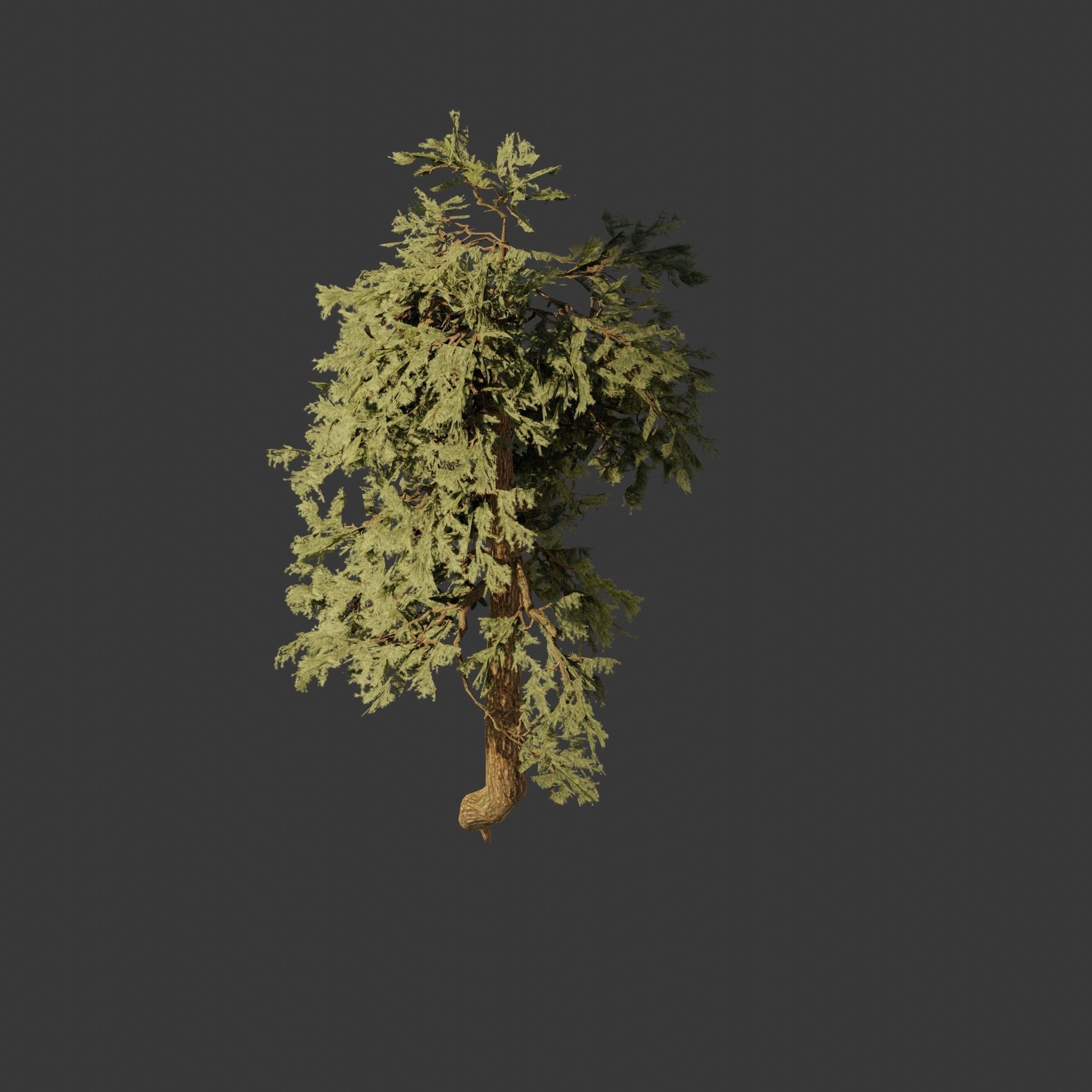Pinyon Pine 8 Low-poly 3D model_1
