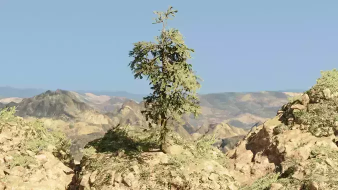 Pinyon Pine 8 Low-poly 3D model