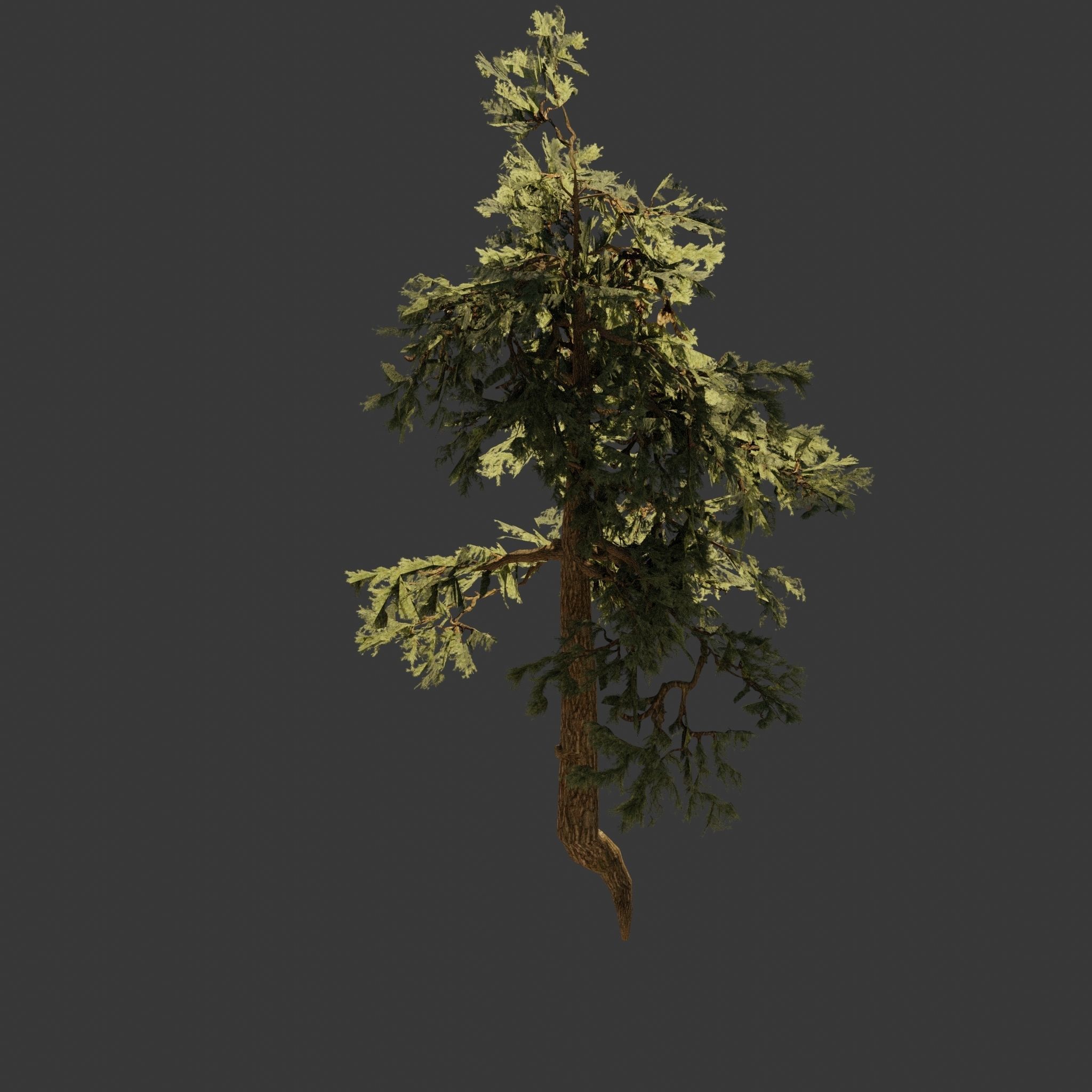 Pinyon Pine 8 Low-poly 3D model_4