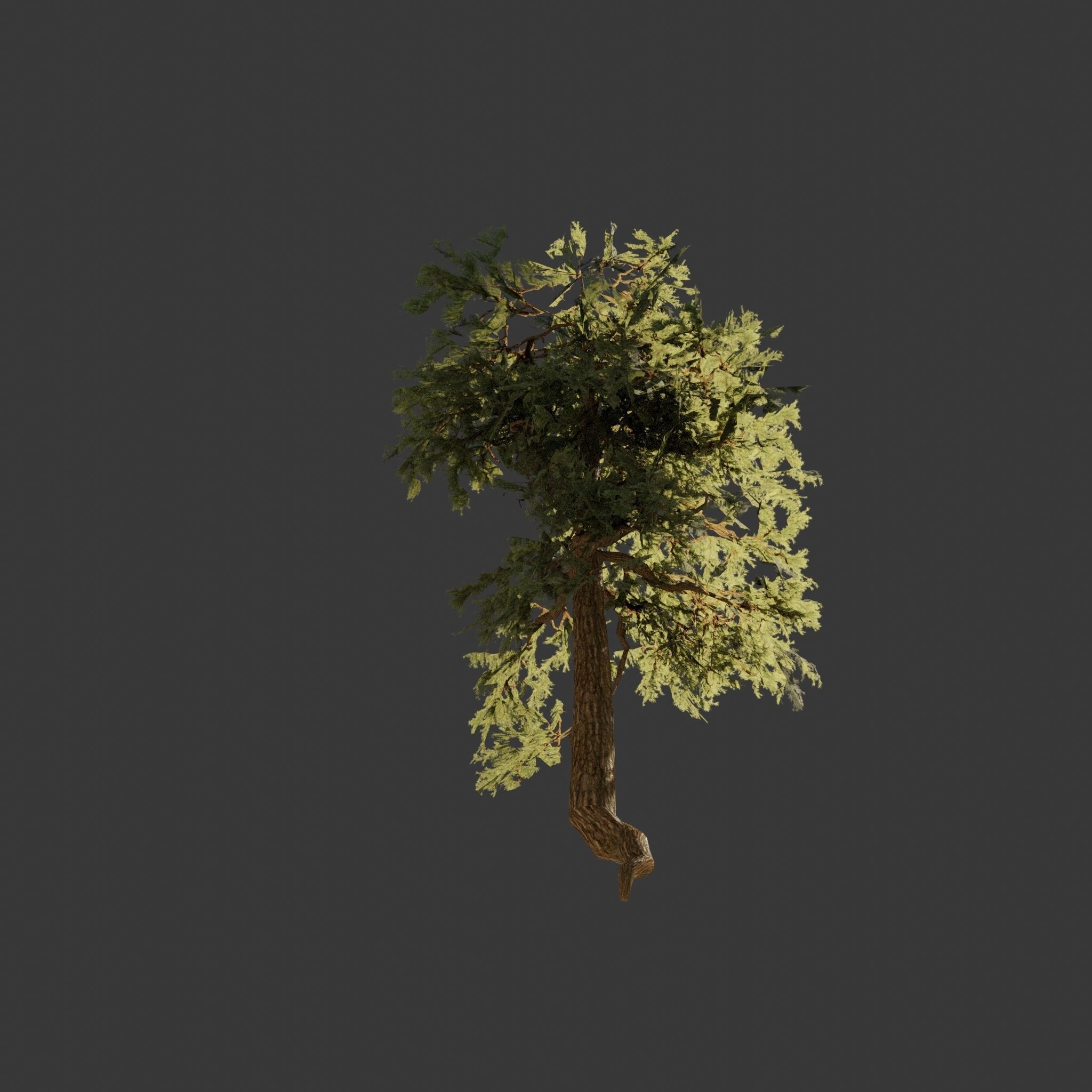 Pinyon Pine 8 Low-poly 3D model_3