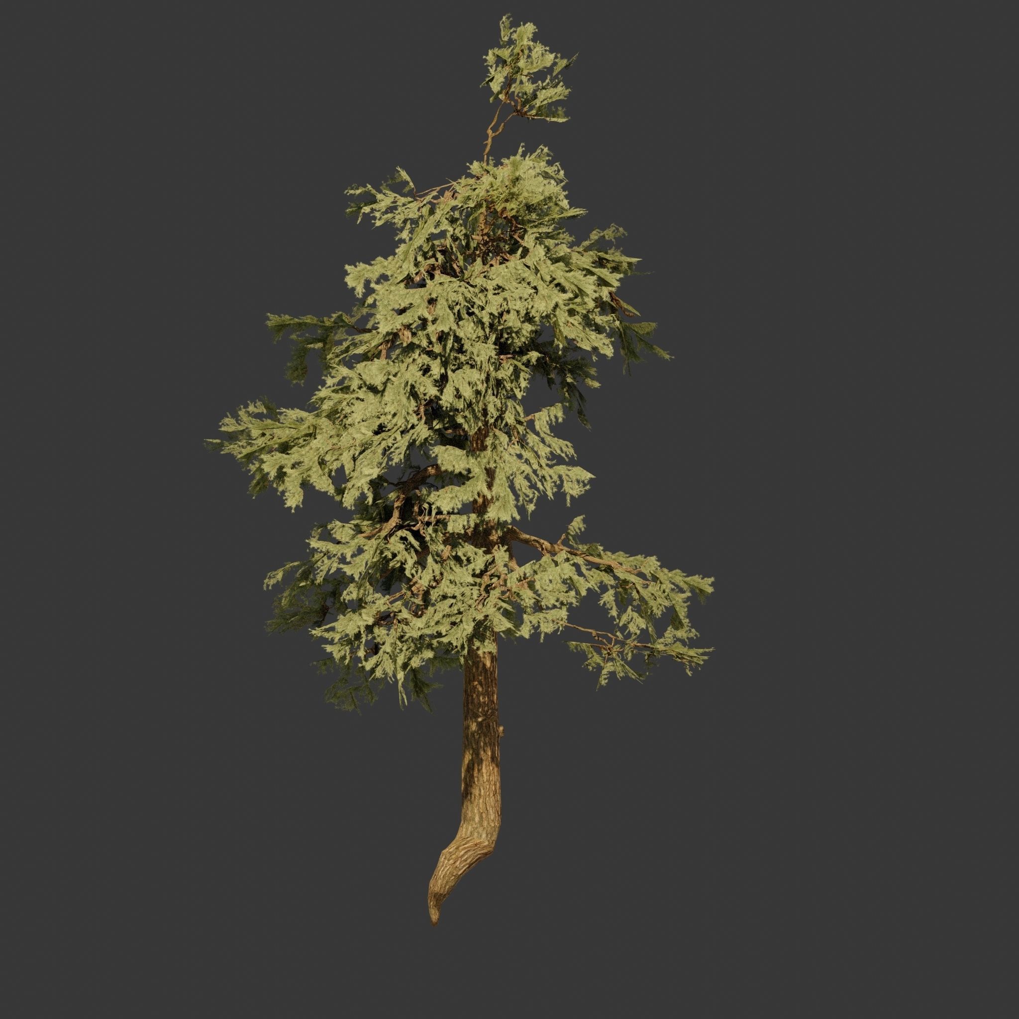 Pinyon Pine 8 Low-poly 3D model_2