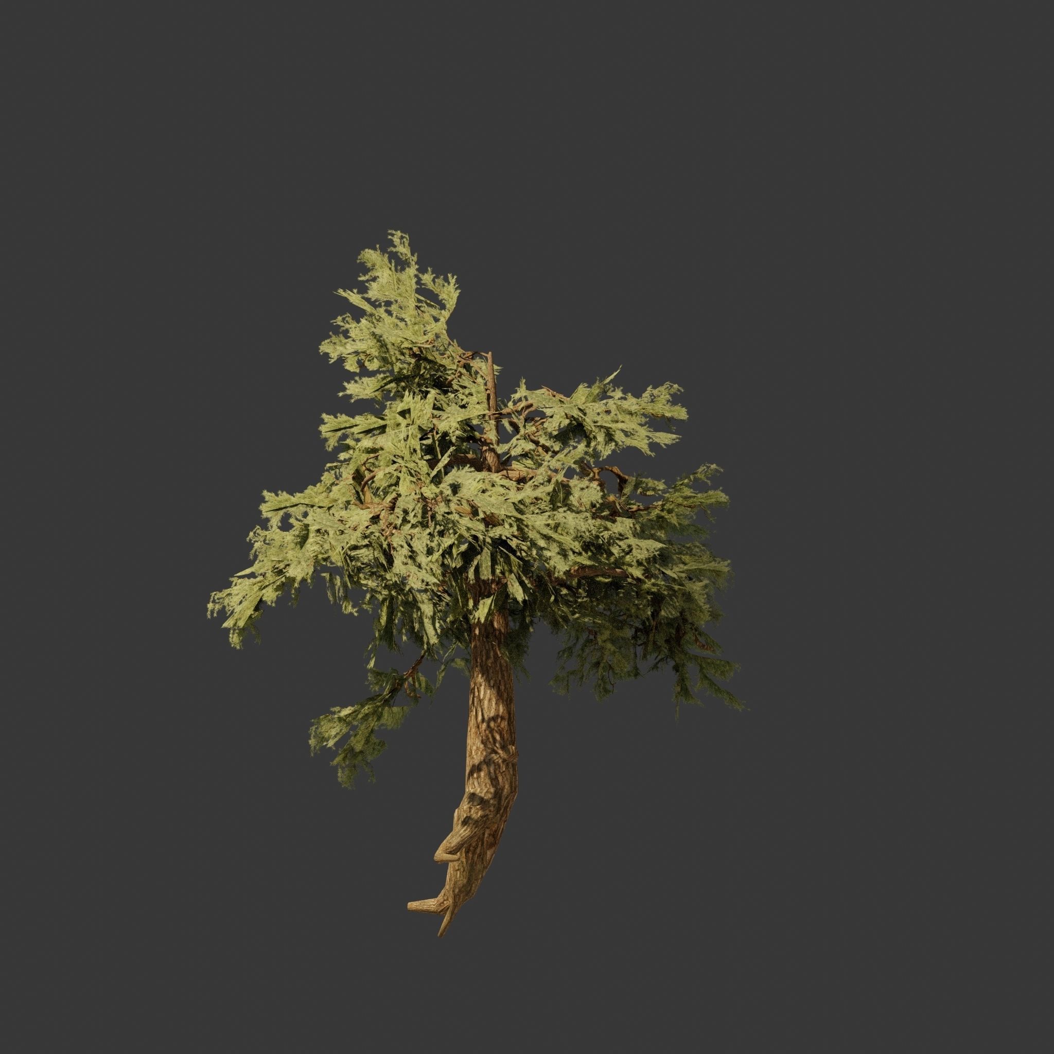 Pinyon Pine 7 Low-poly 3D model_6