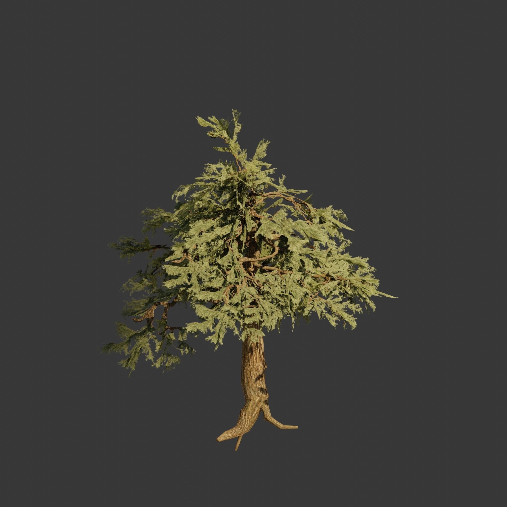 Pinyon Pine 7 Low-poly 3D model_5