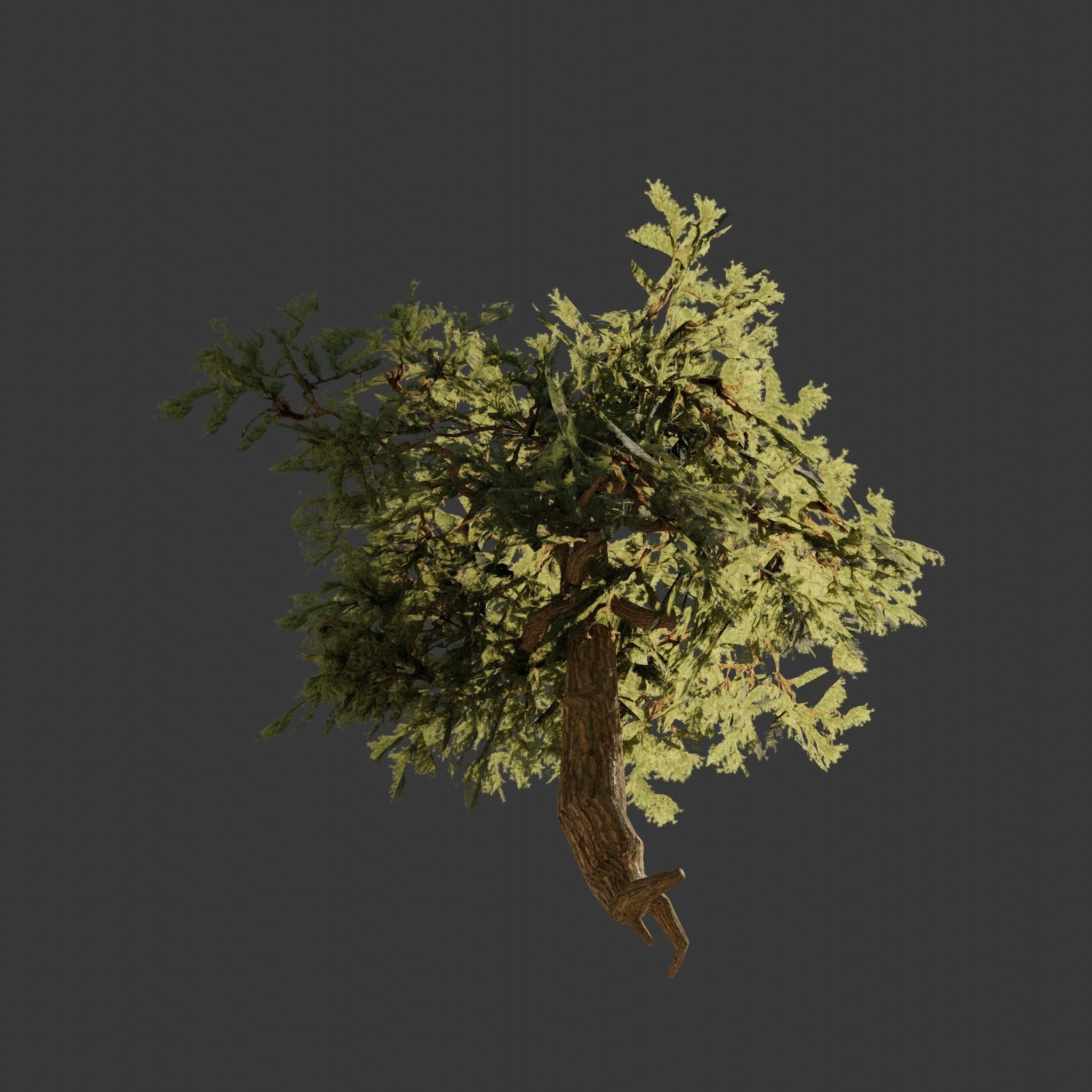 Pinyon Pine 7 Low-poly 3D model_3