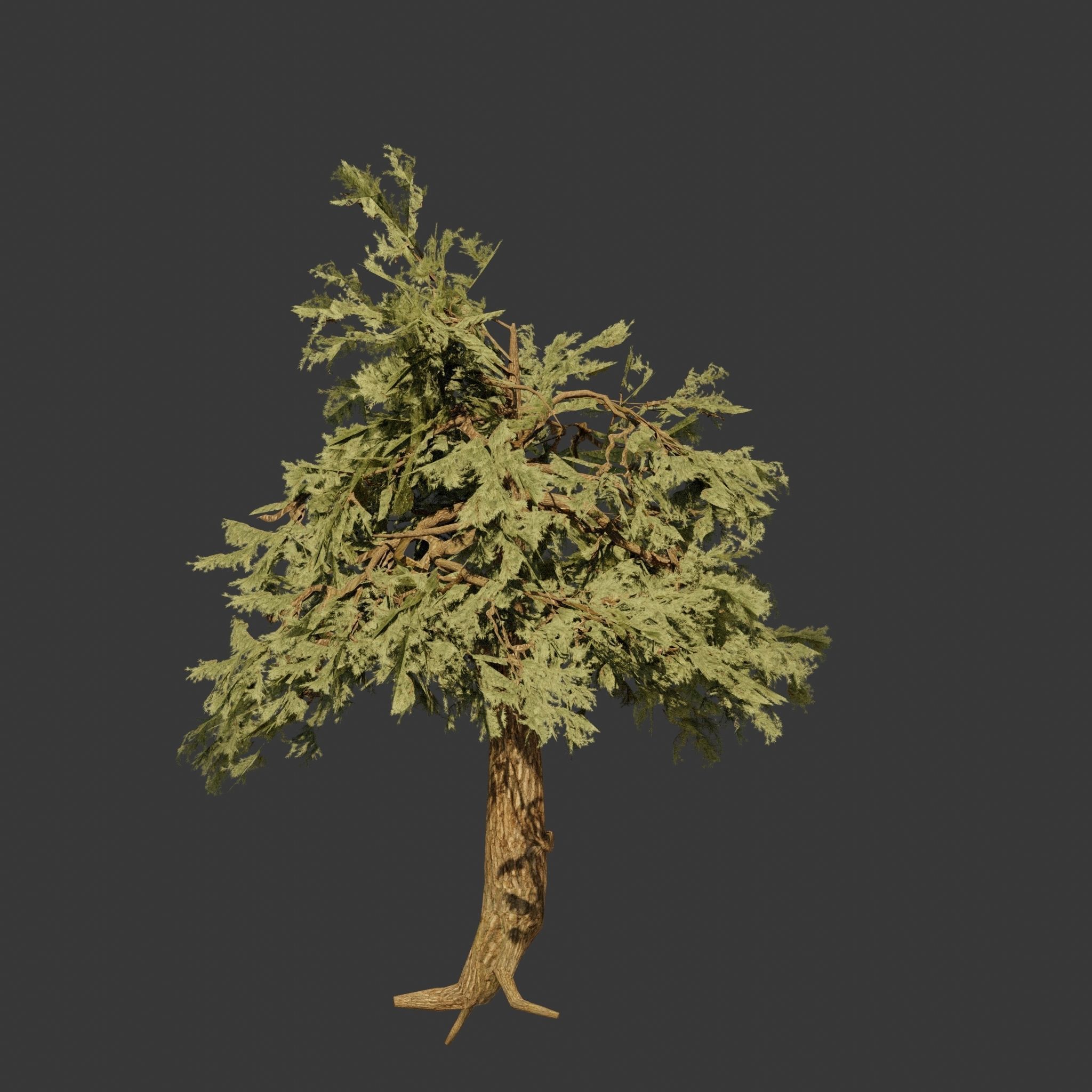Pinyon Pine 7 Low-poly 3D model_2