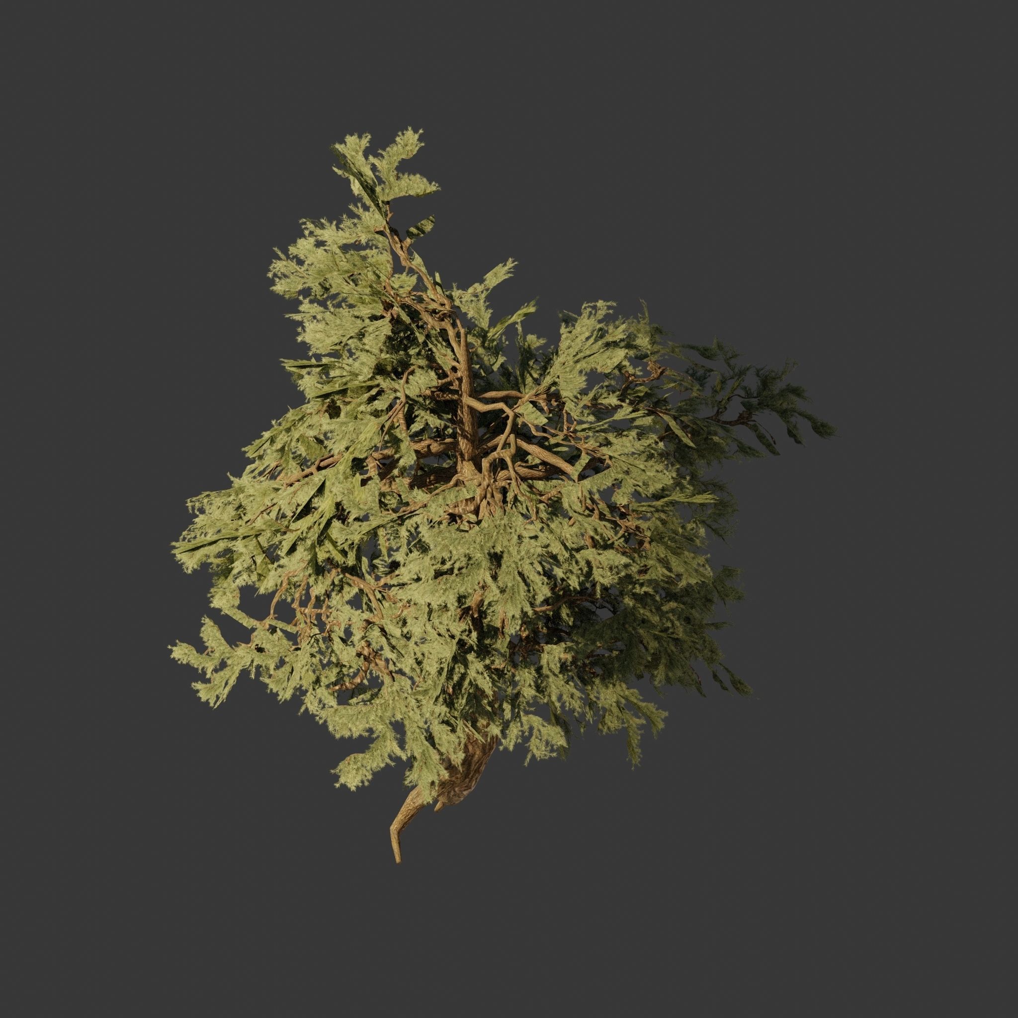 Pinyon Pine 7 Low-poly 3D model_1