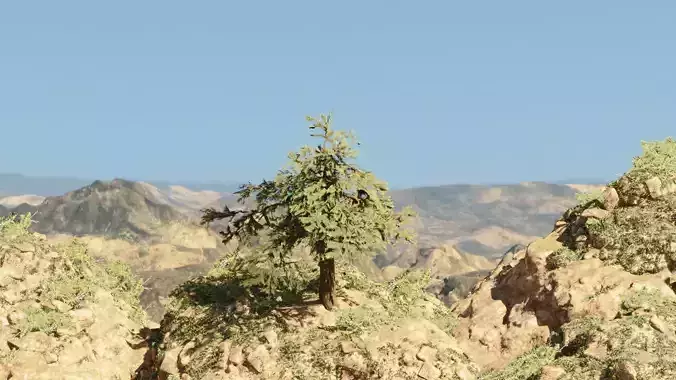 Pinyon Pine 7 Low-poly 3D model