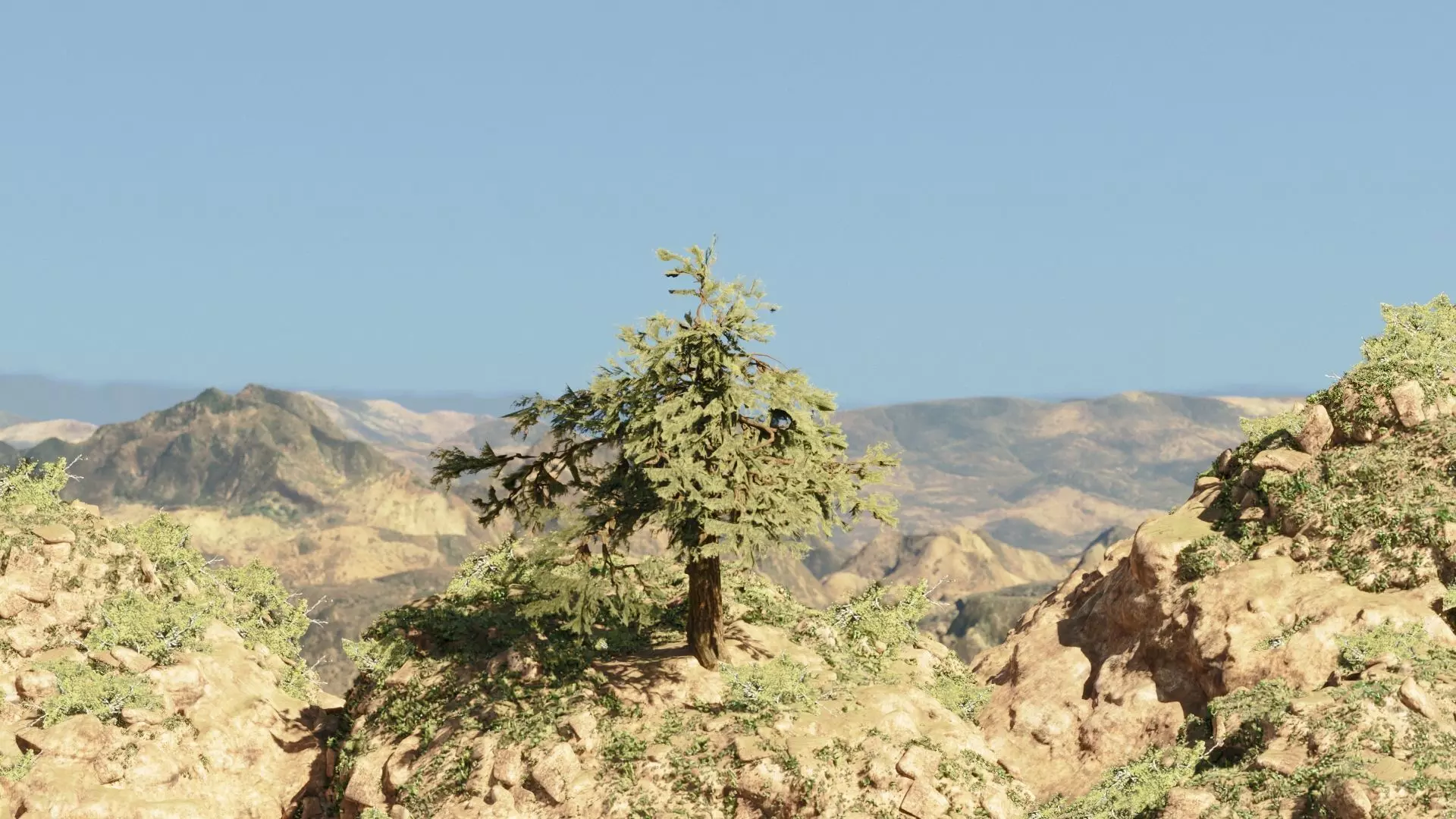 Pinyon Pine 7 Low-poly 3D model_0