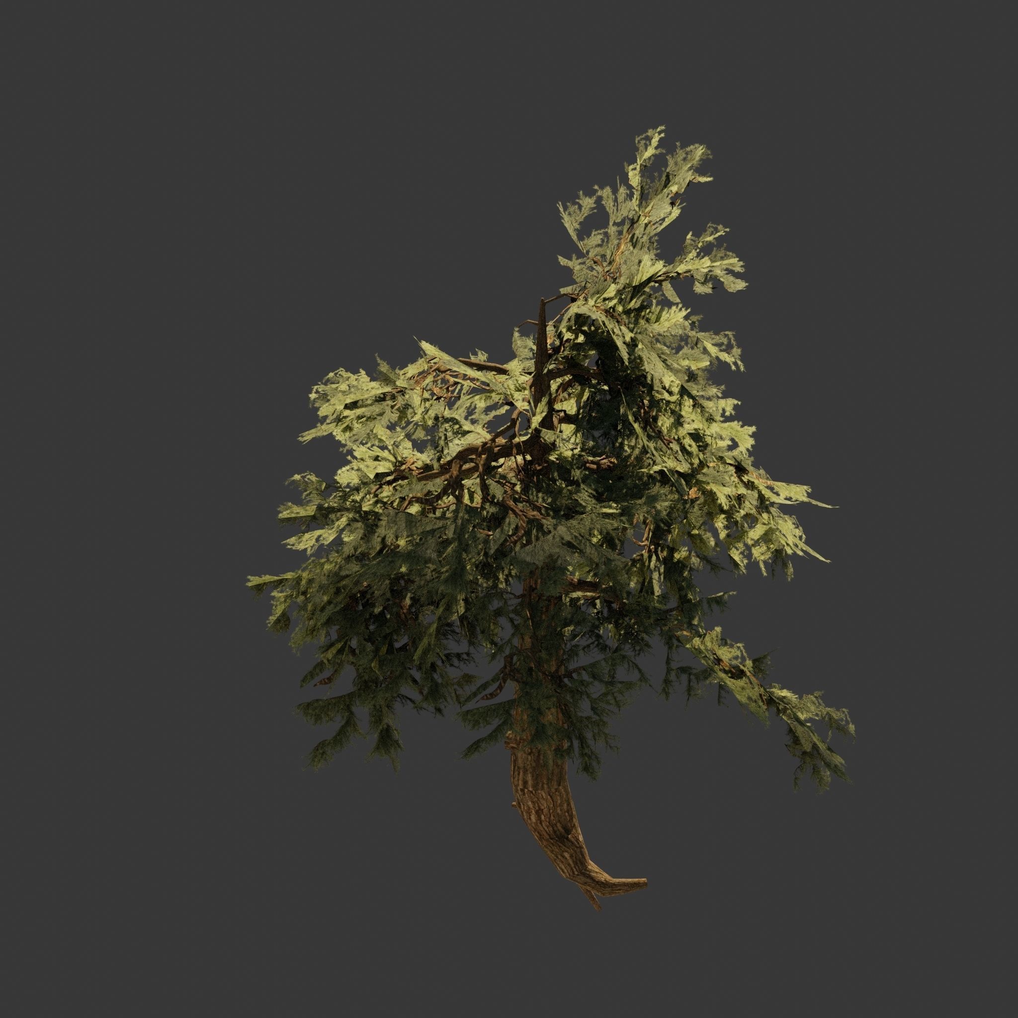 Pinyon Pine 7 Low-poly 3D model_4