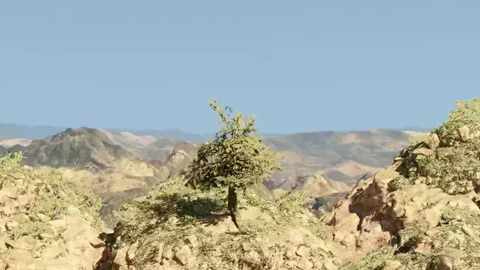 Pinyon Pine 6 Low-poly 3D model