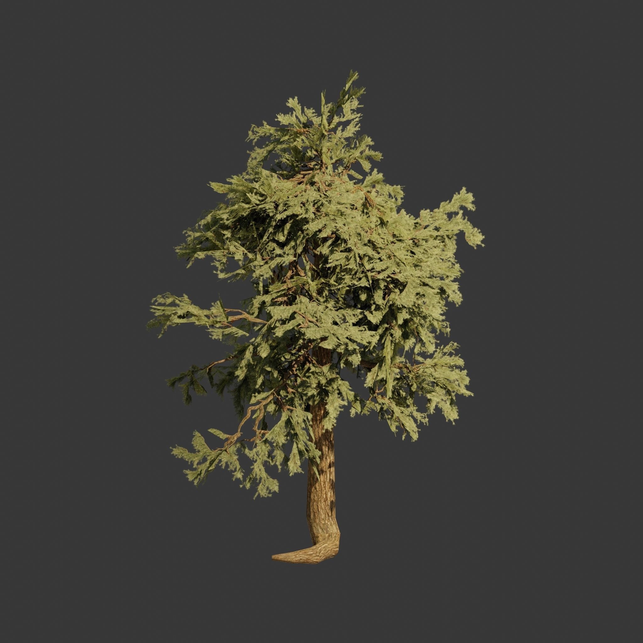 Pinyon Pine 5 Low-poly 3D model_5