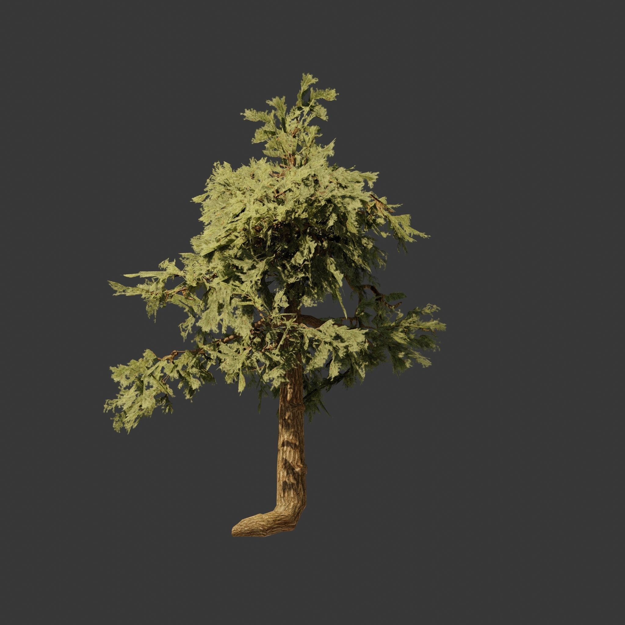 Pinyon Pine 5 Low-poly 3D model_6