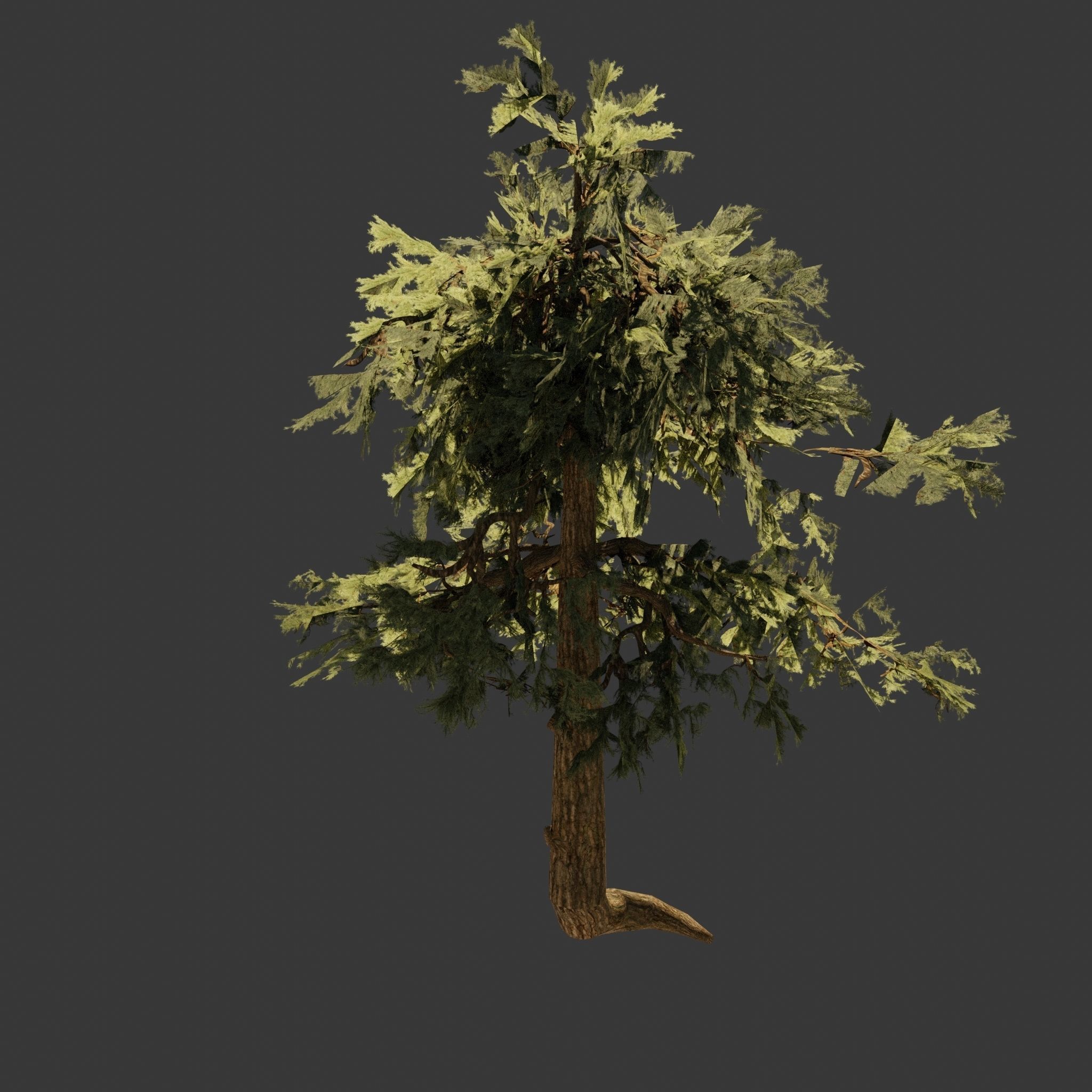 Pinyon Pine 5 Low-poly 3D model_4