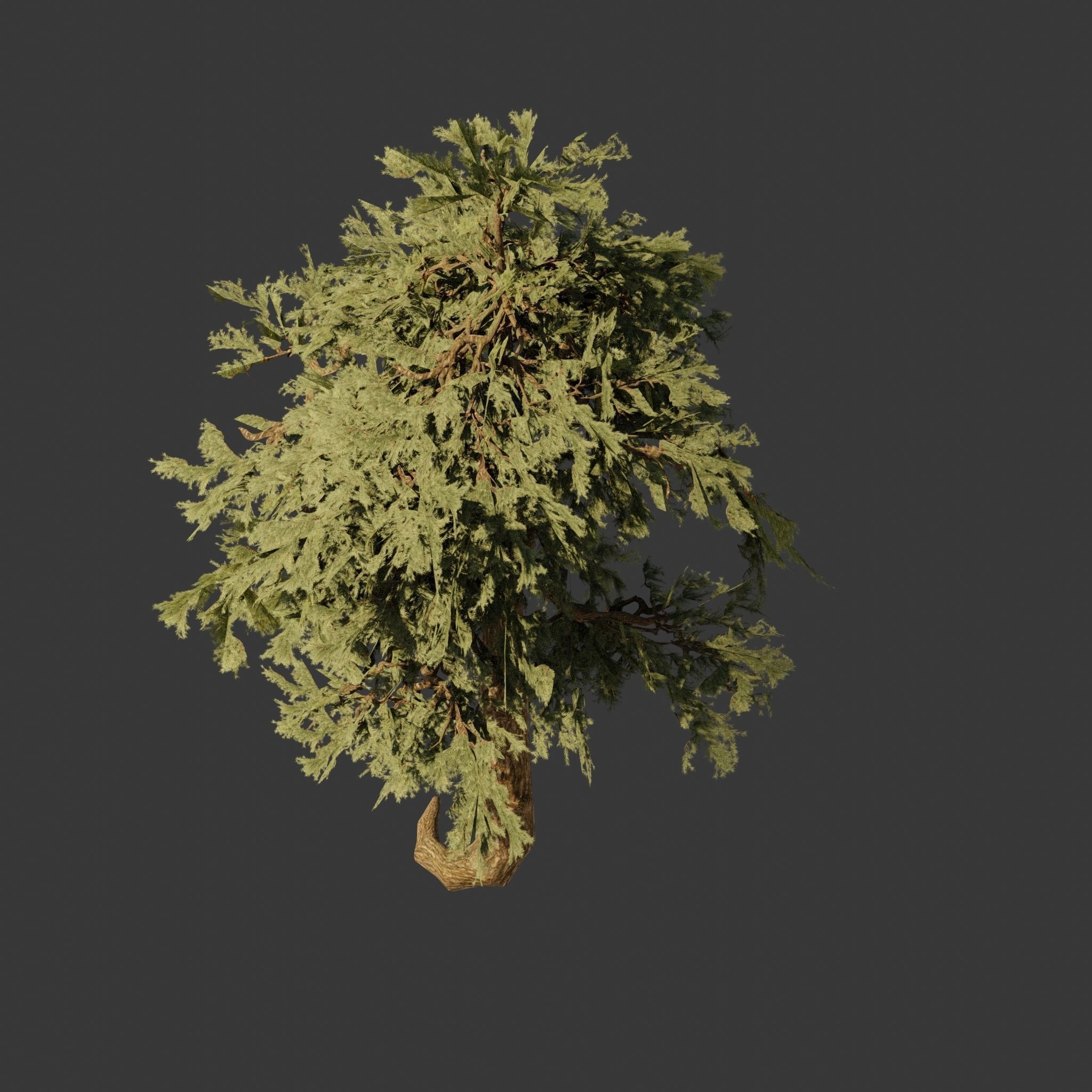 Pinyon Pine 5 Low-poly 3D model_1