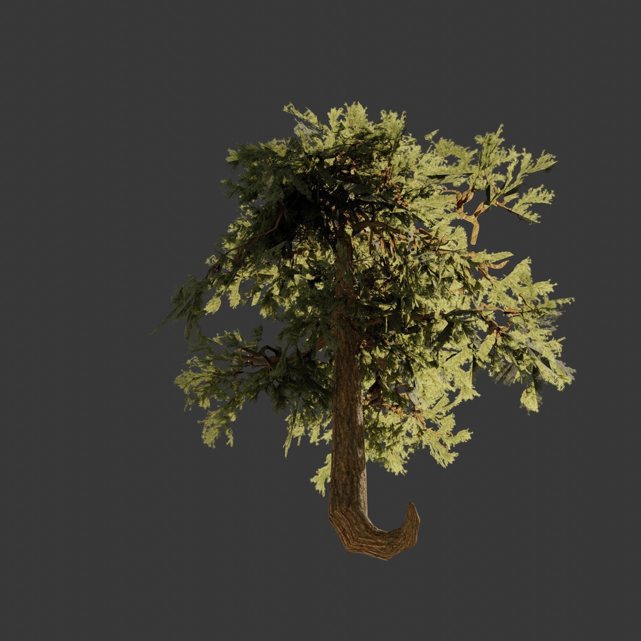 Pinyon Pine 5 Low-poly 3D model_3