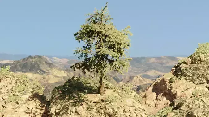 Pinyon Pine 5 Low-poly 3D model