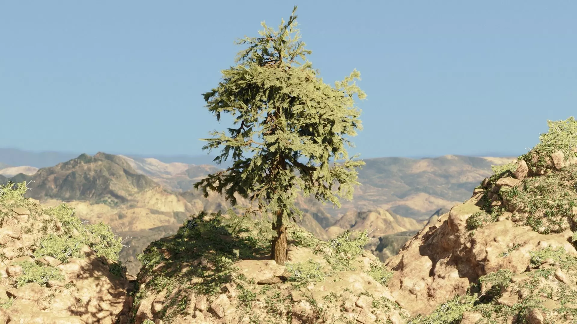 Pinyon Pine 5 Low-poly 3D model_0