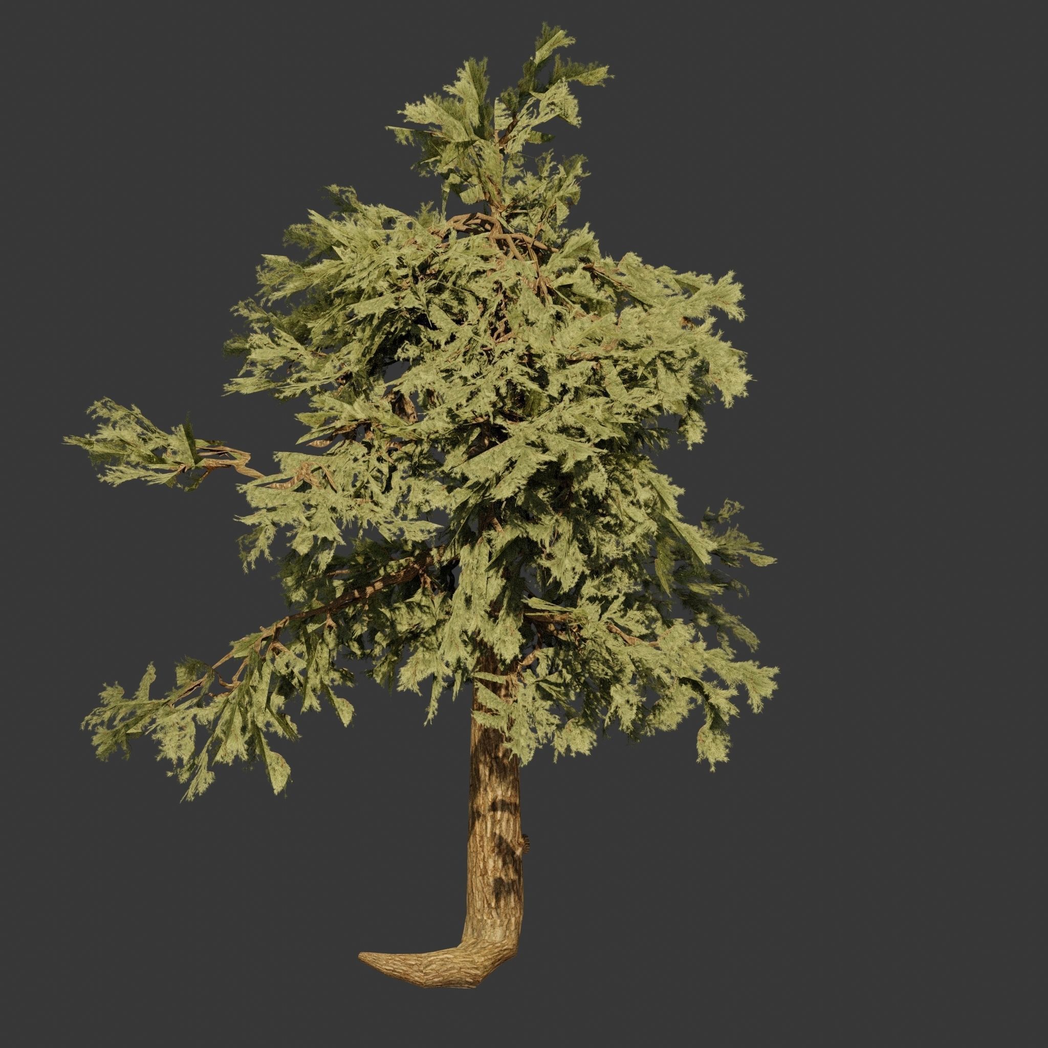 Pinyon Pine 5 Low-poly 3D model_2