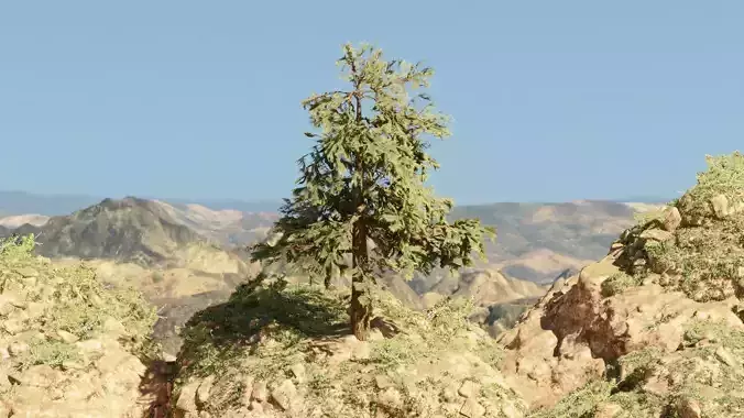 Pinyon Pine 4 Low-poly 3D model