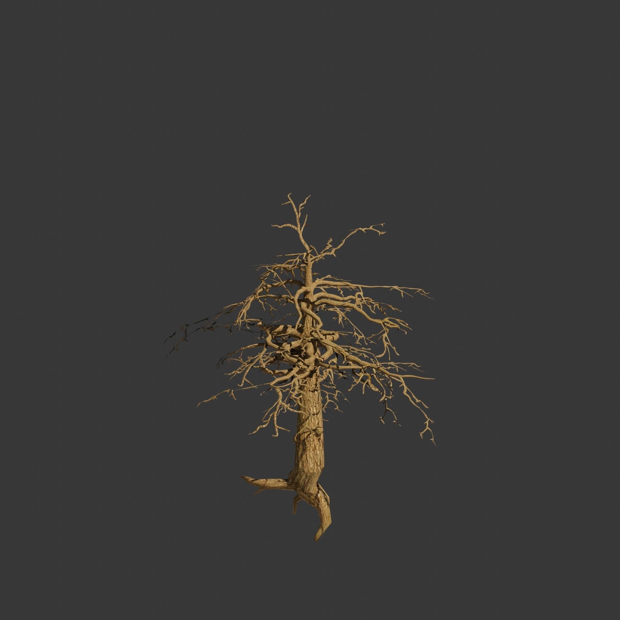 Pinyon Pine 14 Low-poly 3D model_5