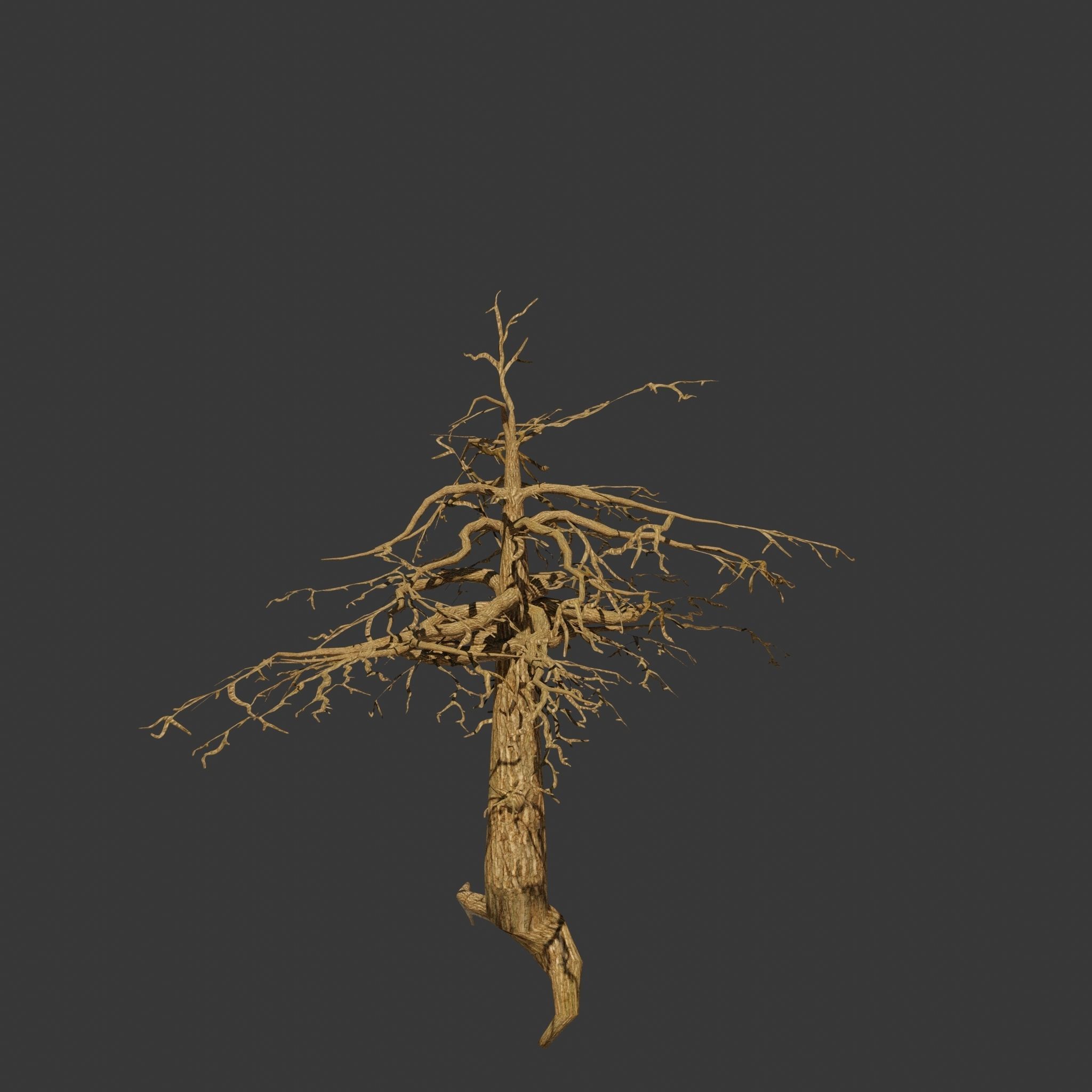 Pinyon Pine 14 Low-poly 3D model_2