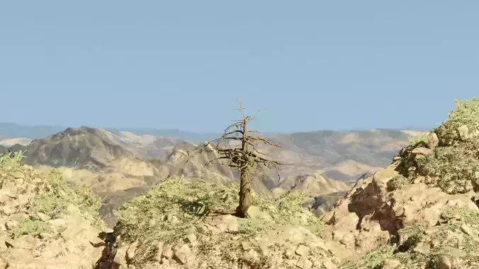 Pinyon Pine 14 Low-poly 3D model