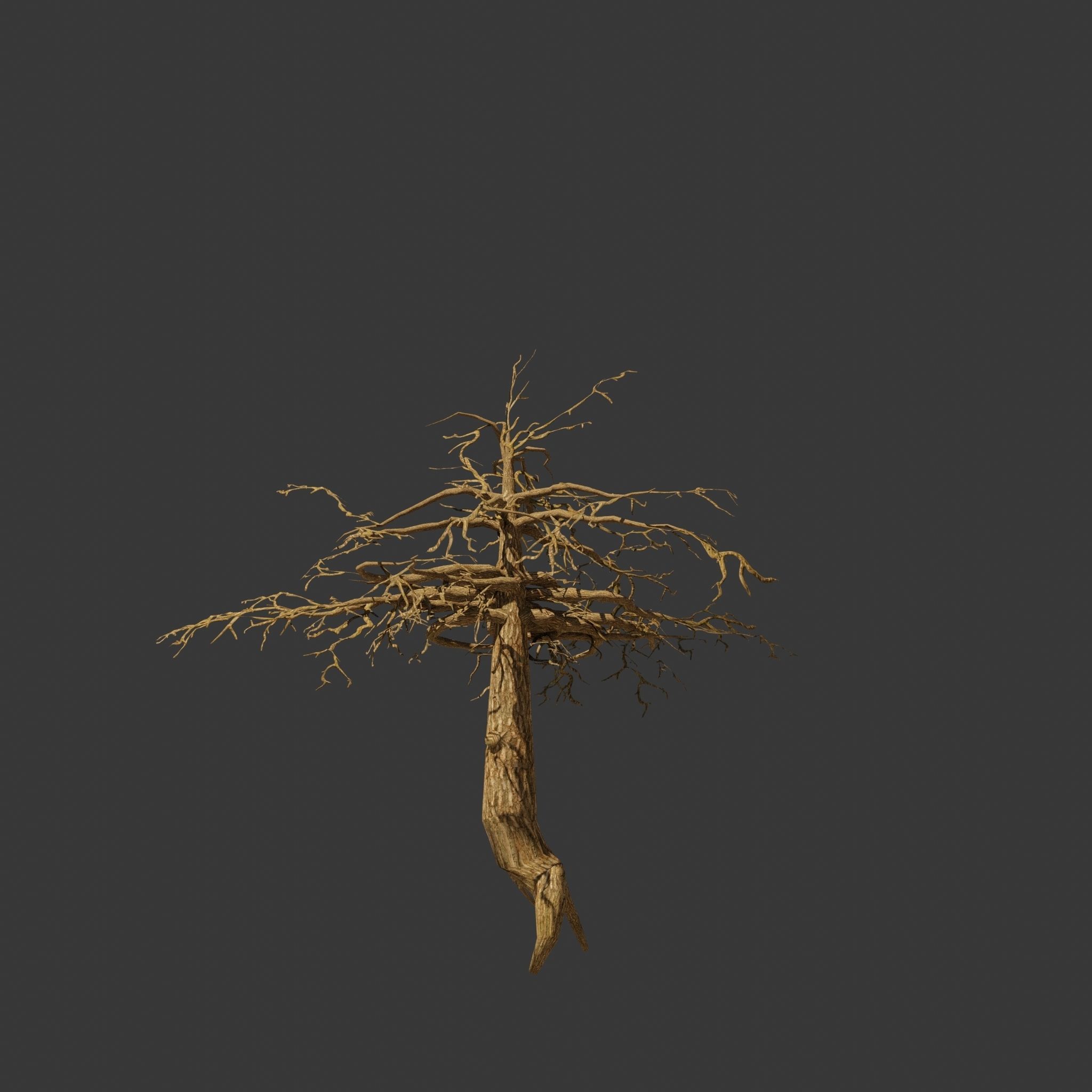 Pinyon Pine 14 Low-poly 3D model_6