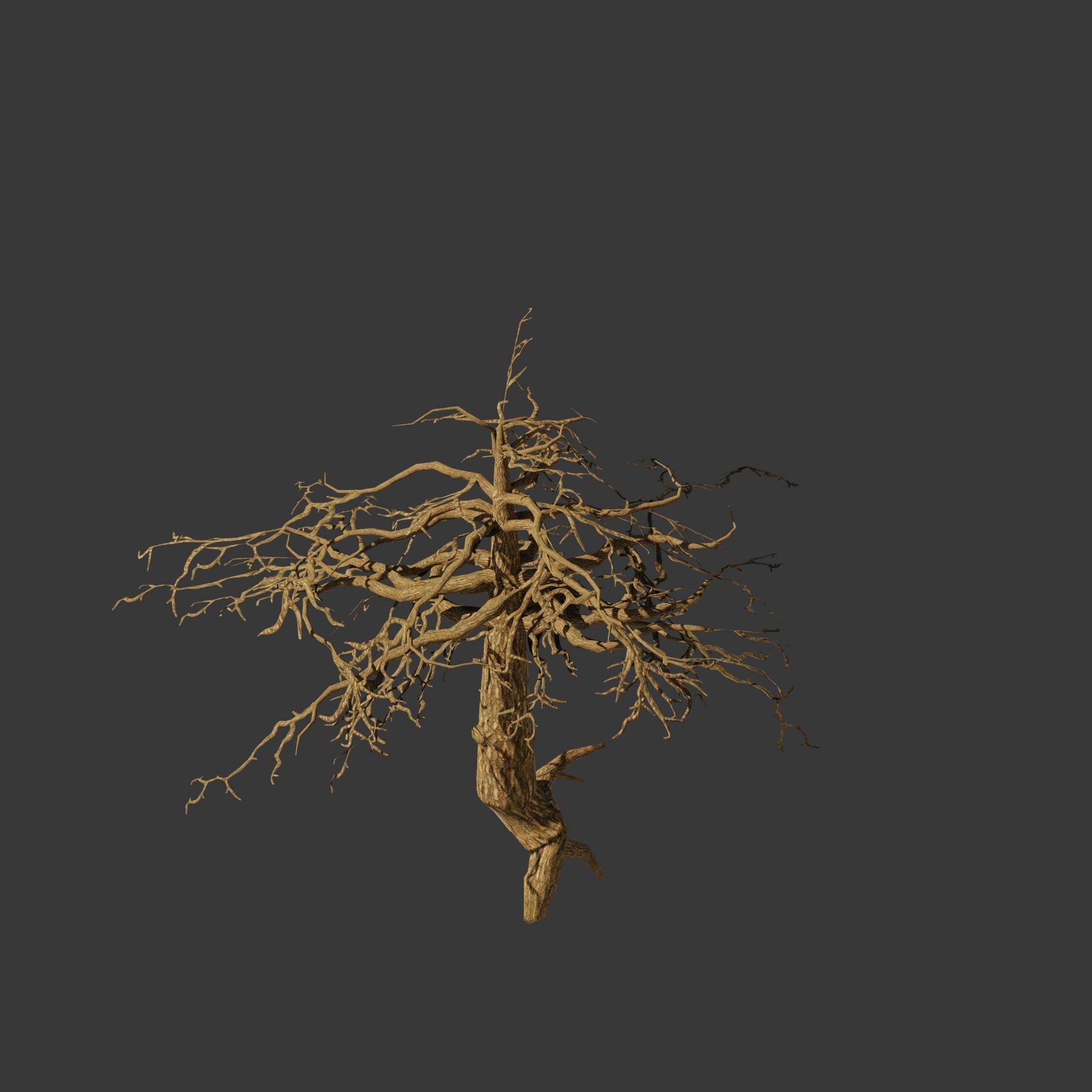 Pinyon Pine 14 Low-poly 3D model_1
